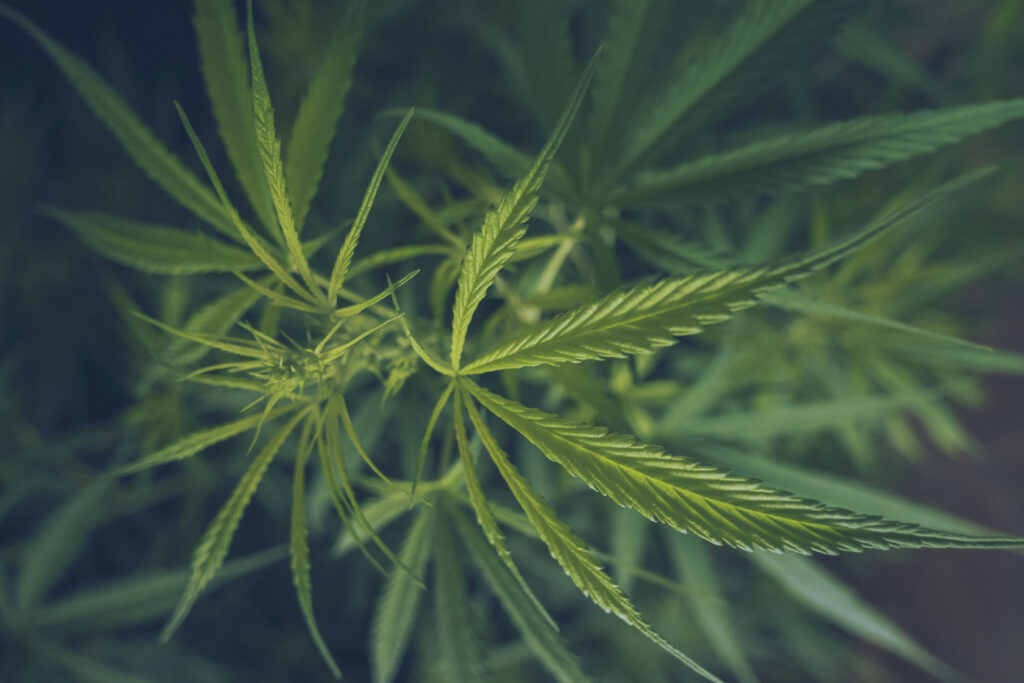 Close-up of cannabis plant leaves with serrated edges in green hues